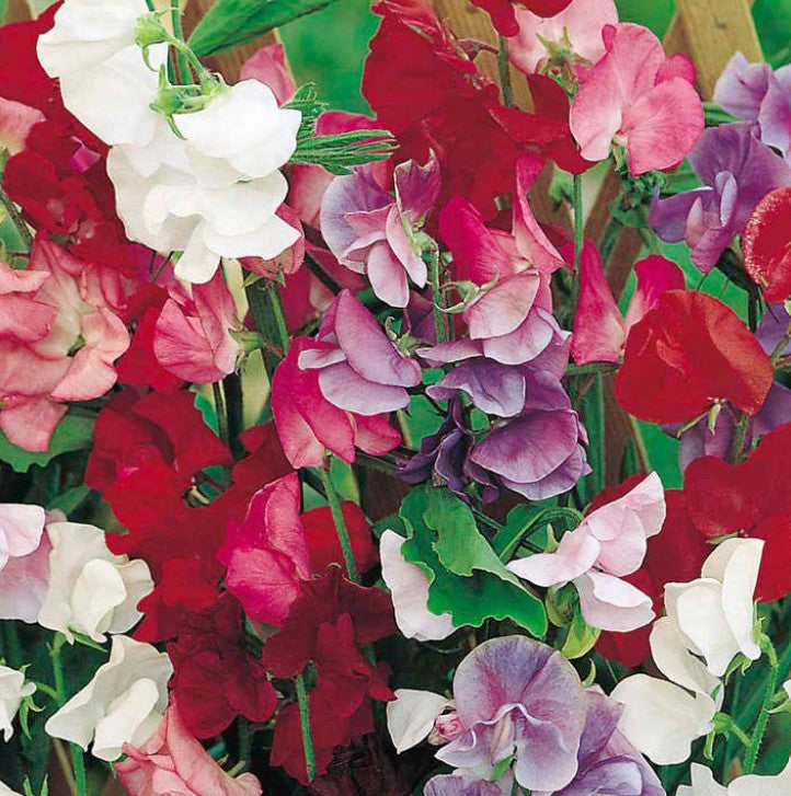 Sweet Pea Jet Set Flower Seeds