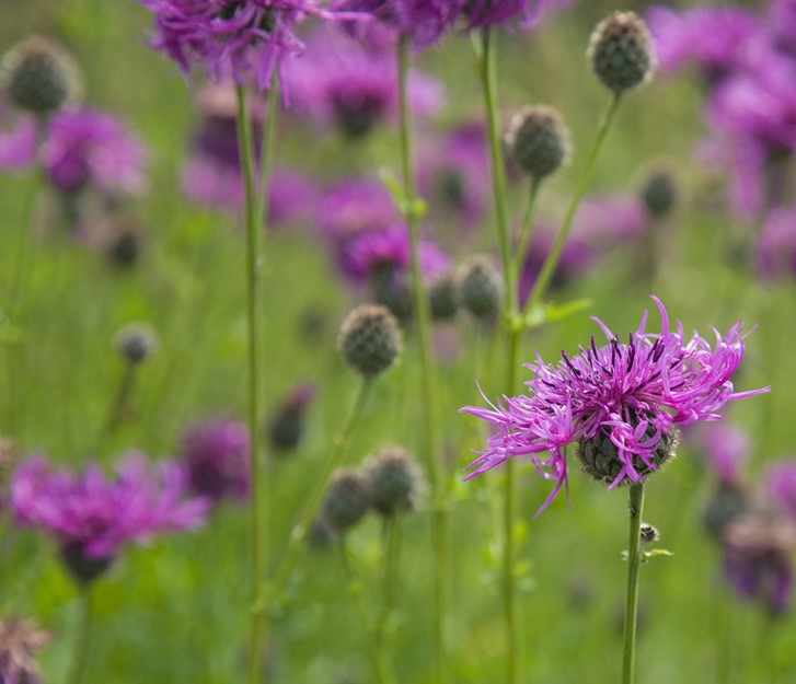 Knapweed Flower Seeds
