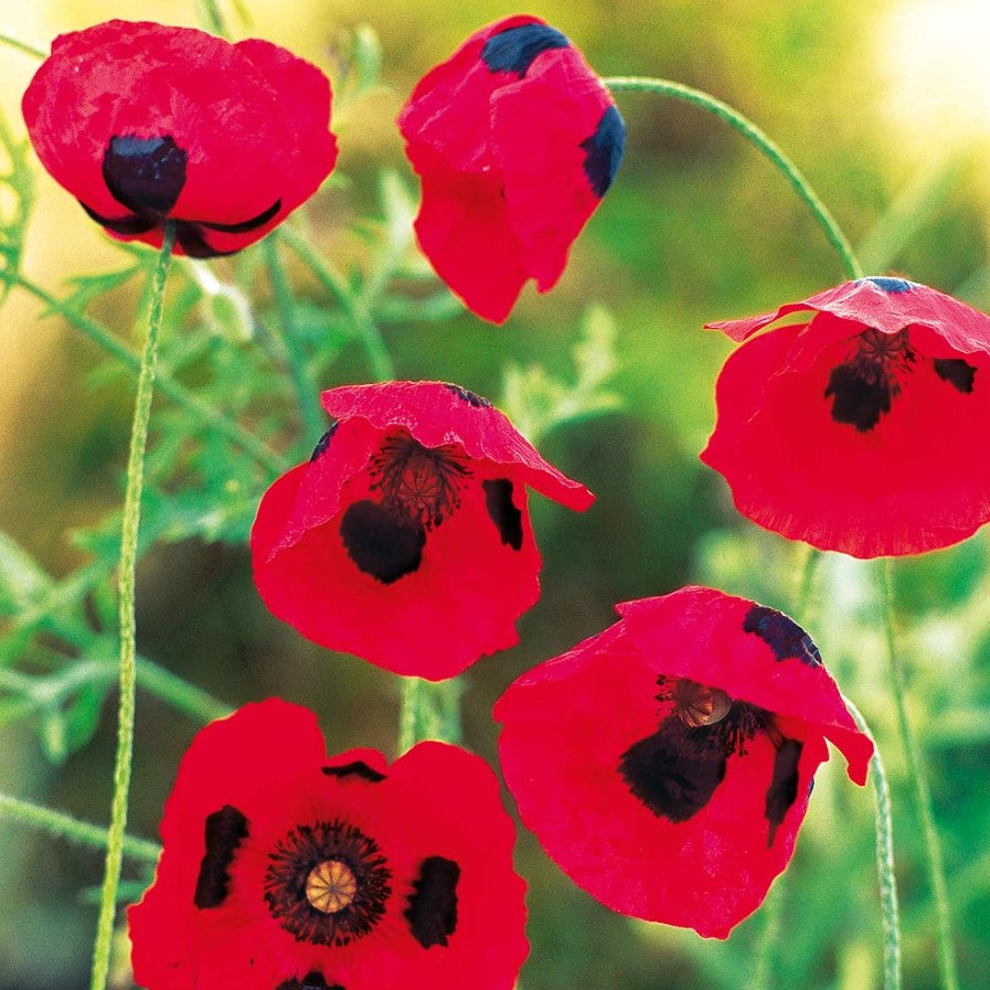 Poppy Ladybird Mix Flower Seeds