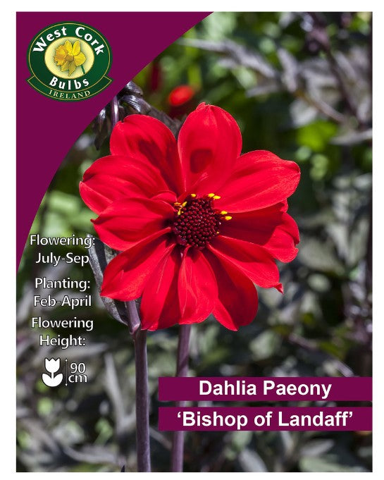 Dahlia Paeony Bishop Of Landaff