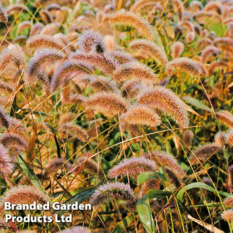 Grasses Setaria Viridis Caramel Seeds