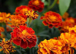 Marigold Flower Seeds