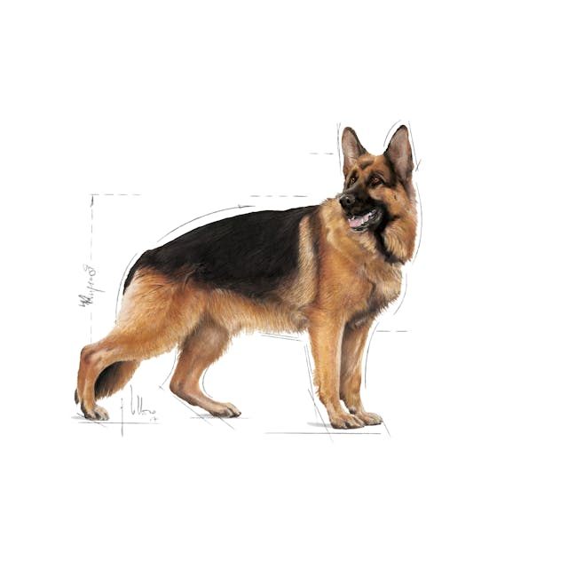 Royal Canin Maxi Adult 4kg