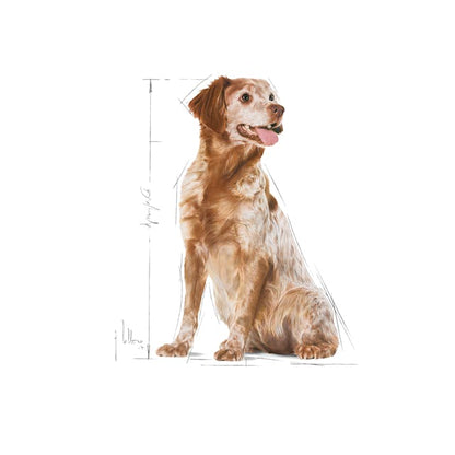 Royal Canin Medium Adult 7+