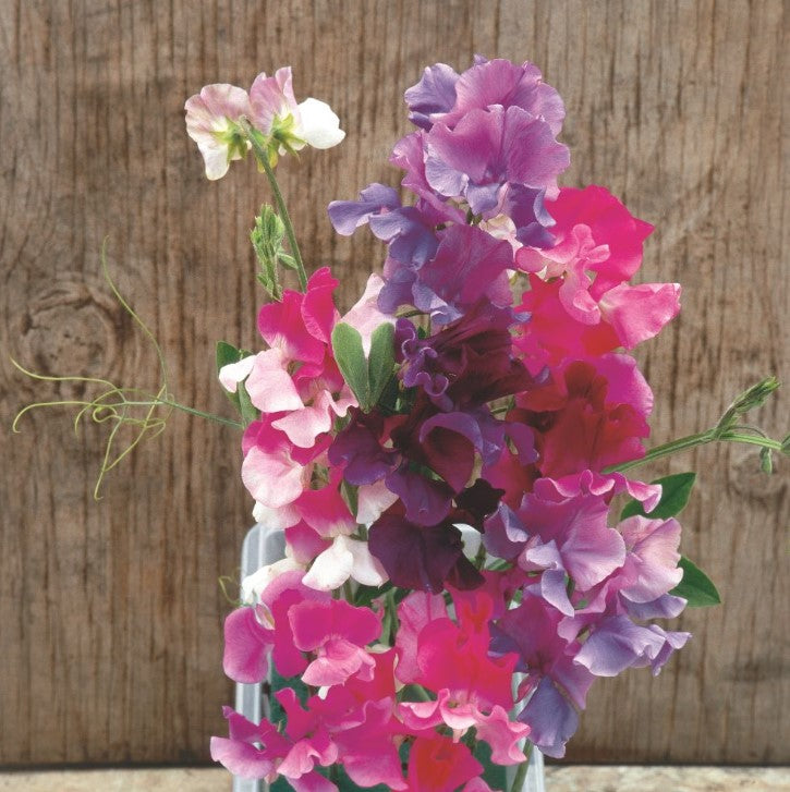 Sweet Pea Melody Mix Flower Seeds