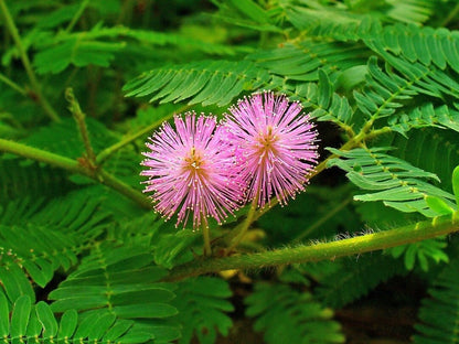 Fun to Grow - Mimosa Pudica Flower Seeds