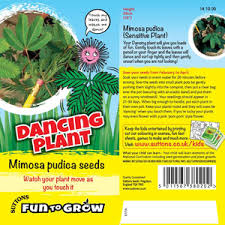 Fun to Grow - Mimosa Pudica Flower Seeds