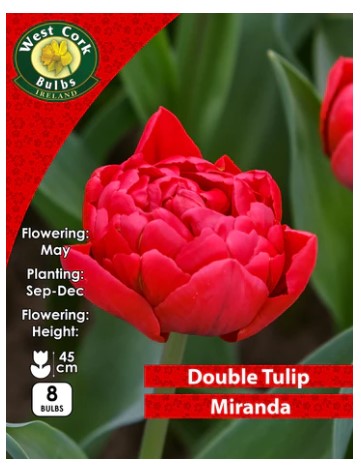 Tulip Double &