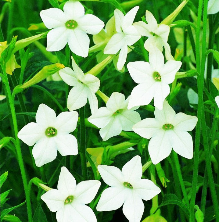Nicotiana (Tobacco) Flower Seeds