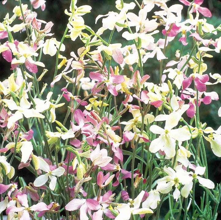 Night Scented Stock Flower Seeds