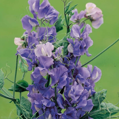 Sweet Pea Noel Sutton Mix Flower Seeds