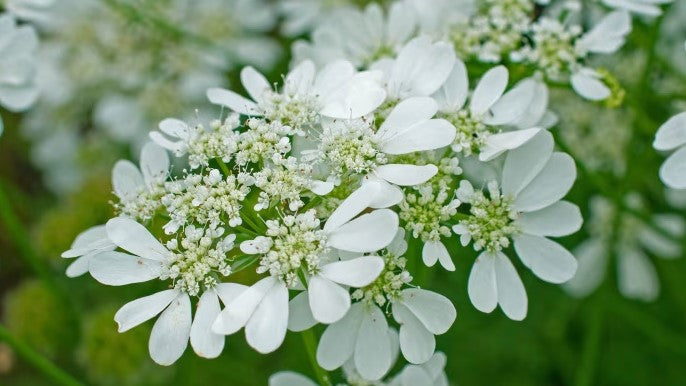 Orlaya Grandiflora Flower Seeds