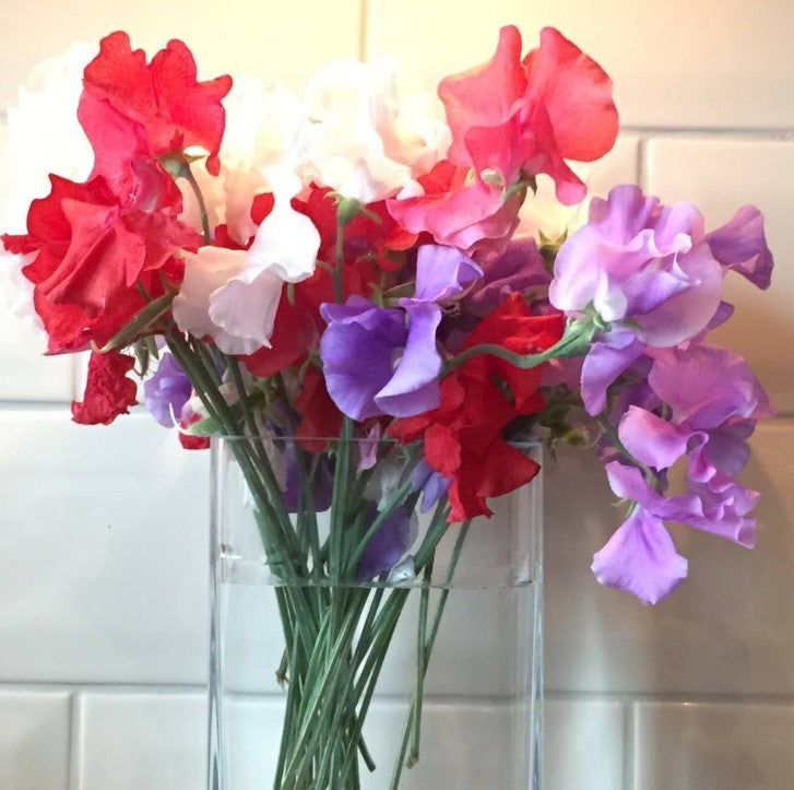 Sweet Pea Patriotic Mix Flower Seeds