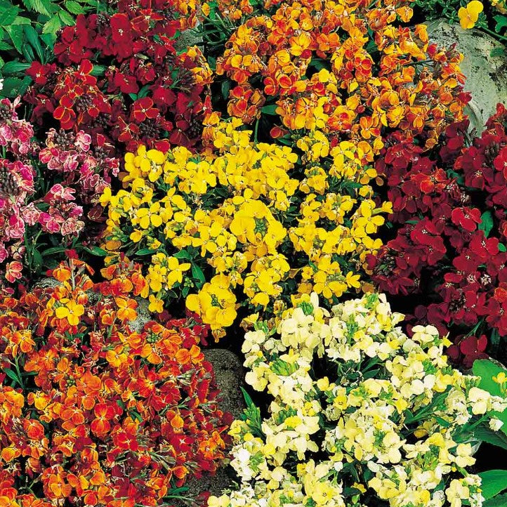 Wallflower Persian Carpet Flower Seeds
