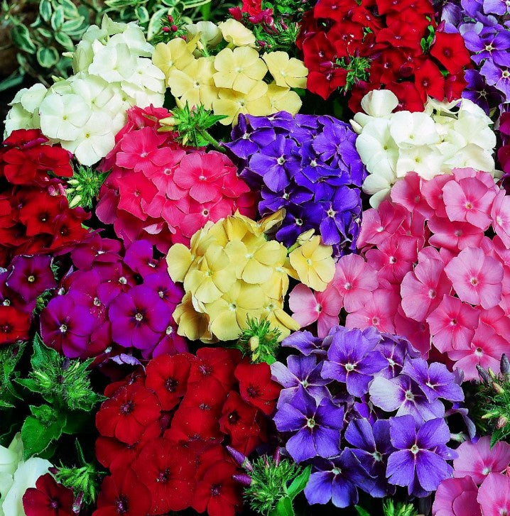 Phlox Delight Mix Flower Seeds