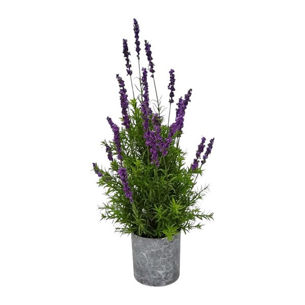 Potted Lavender 65cm