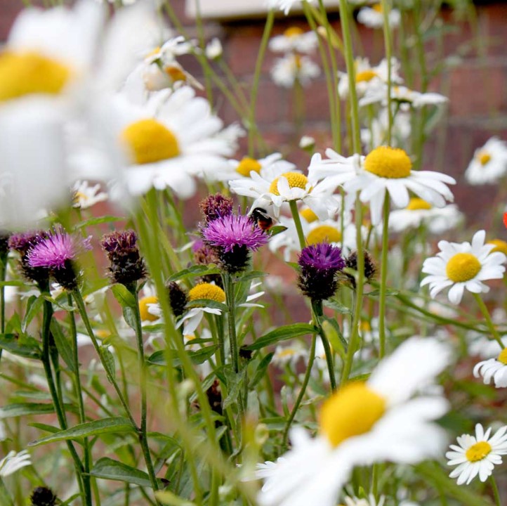 Pretty Perennials Mix Flower Seeds