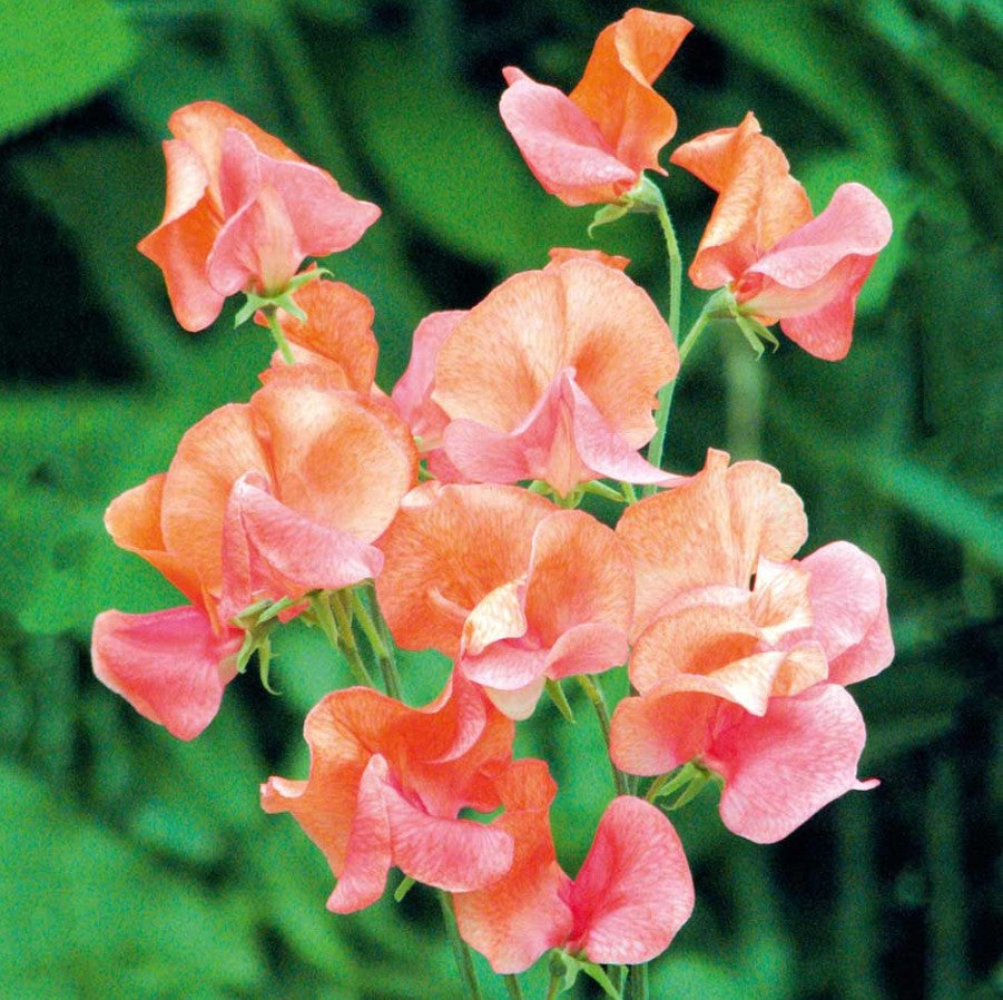 Sweet Pea Prince of Orange Flower Seeds