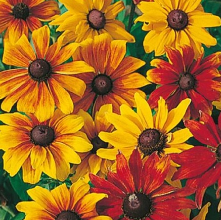 Rudbeckia Rustic Mix Flower Seeds