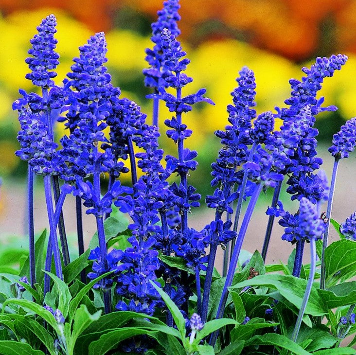 Salvia Farinacea Victoria Blue Flower Seeds