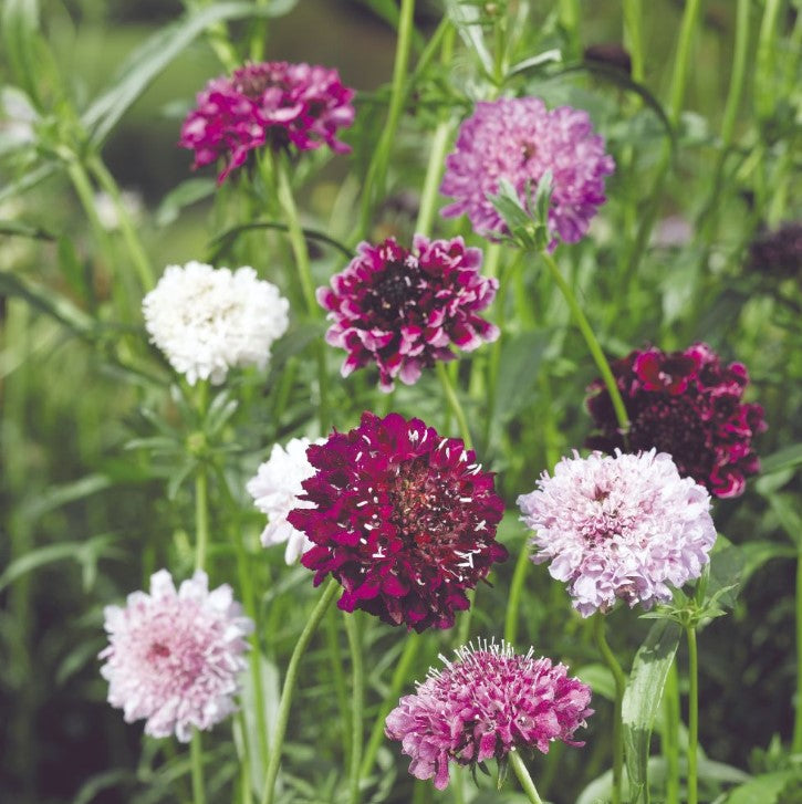 Scabious Pin Cushion Mix Flower Seeds