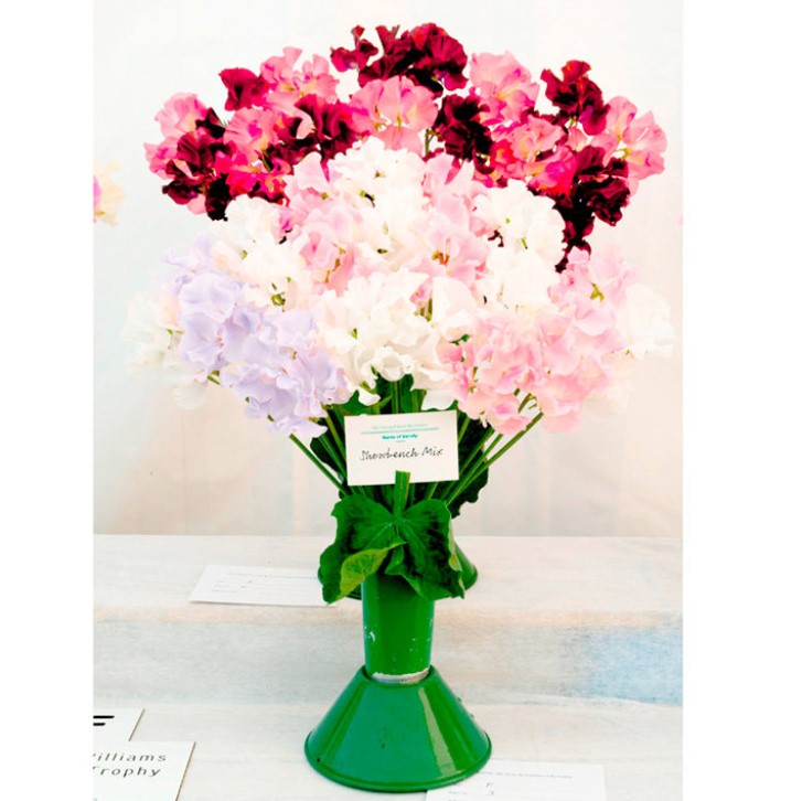 Sweet Pea Show Bench Mix Flower Seeds