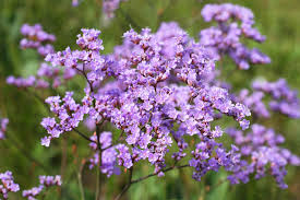 Limonium-Gmelinii (Siberian Statice) Flower Seeds