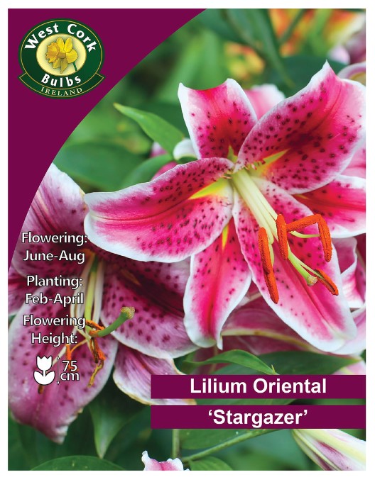 Lilium Oriental &