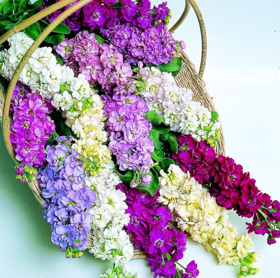 Stock Giant Perfection Mix Flower Seeds