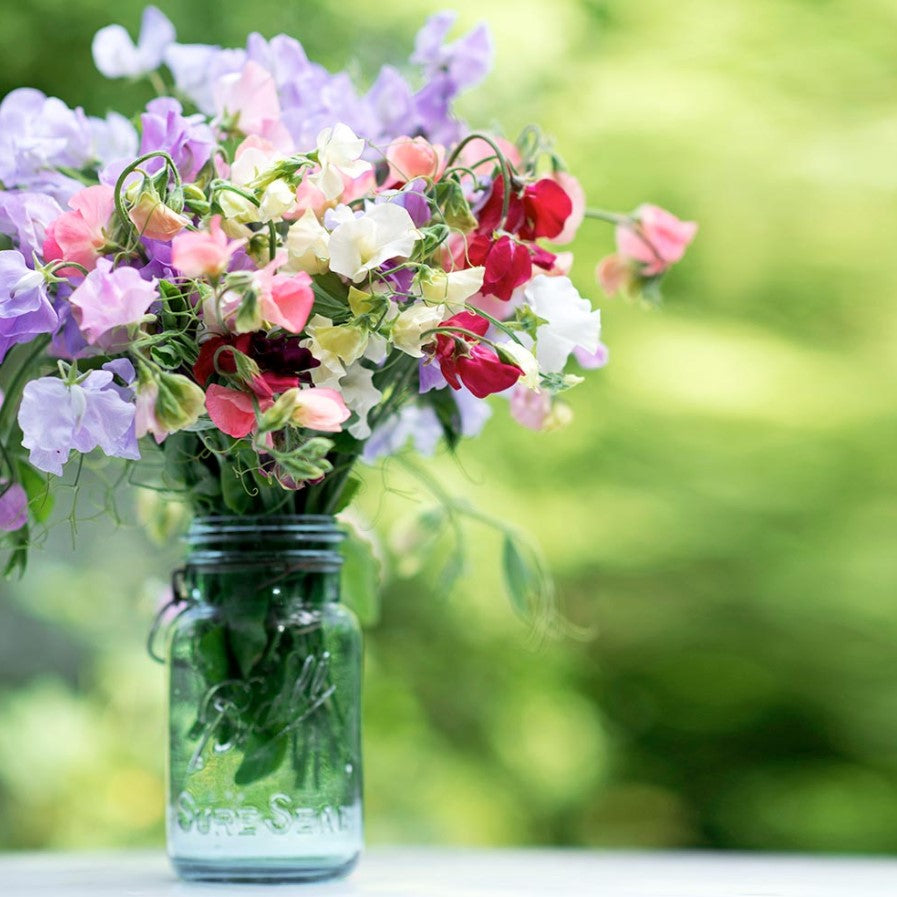 Sweet Pea Sublime Scent Mix Flower Seeds