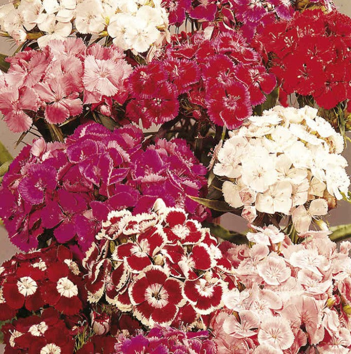 Sweet William Perfume Mix Flower Seeds