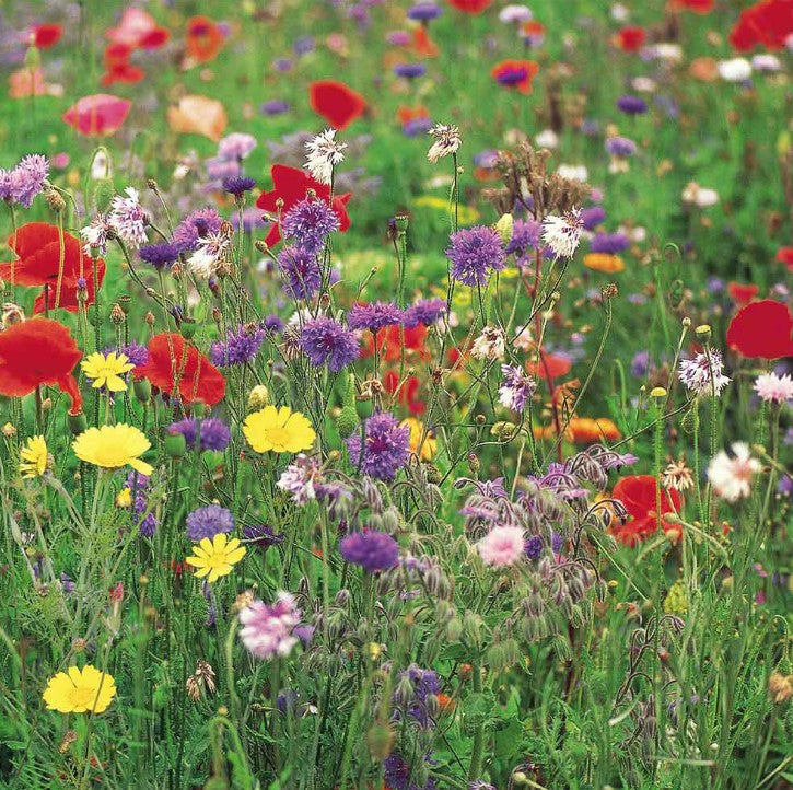 Wild Flowers Ultimate Mix Flower Seeds