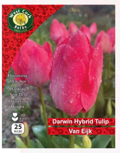 Tulip Single Darwin Hybrid &