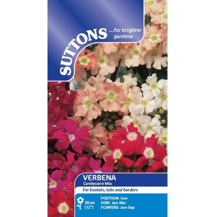 Verbena Candy Cane Mix Flower Seeds