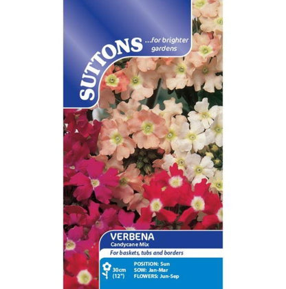 Verbena Candy Cane Mix Flower Seeds