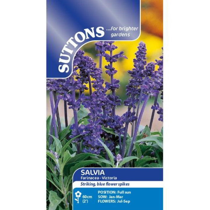 Salvia Farinacea Victoria Blue Flower Seeds