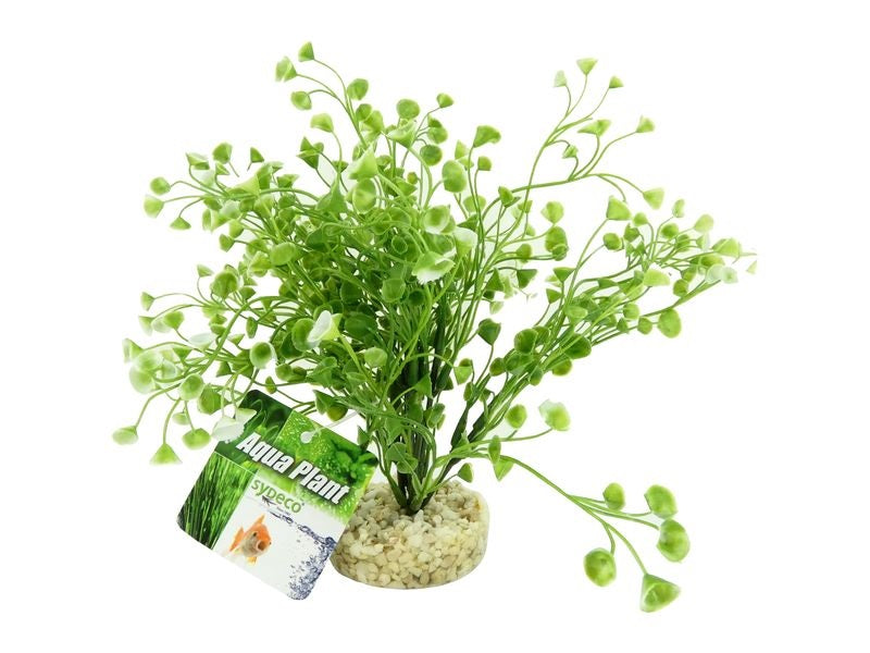 Aquarium Water Wild Grass