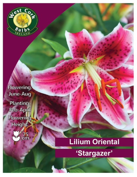 Lilium Oriental 'Stargazer' - 2 Bulbs