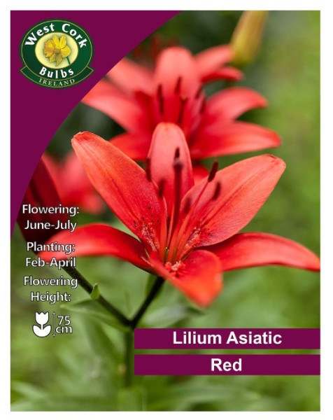 Lilium Asiatic Red - 3 Bulbs