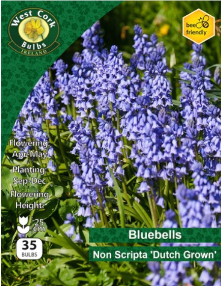 Bluebells Non Scripta Dutch Grown 35 Bulbs