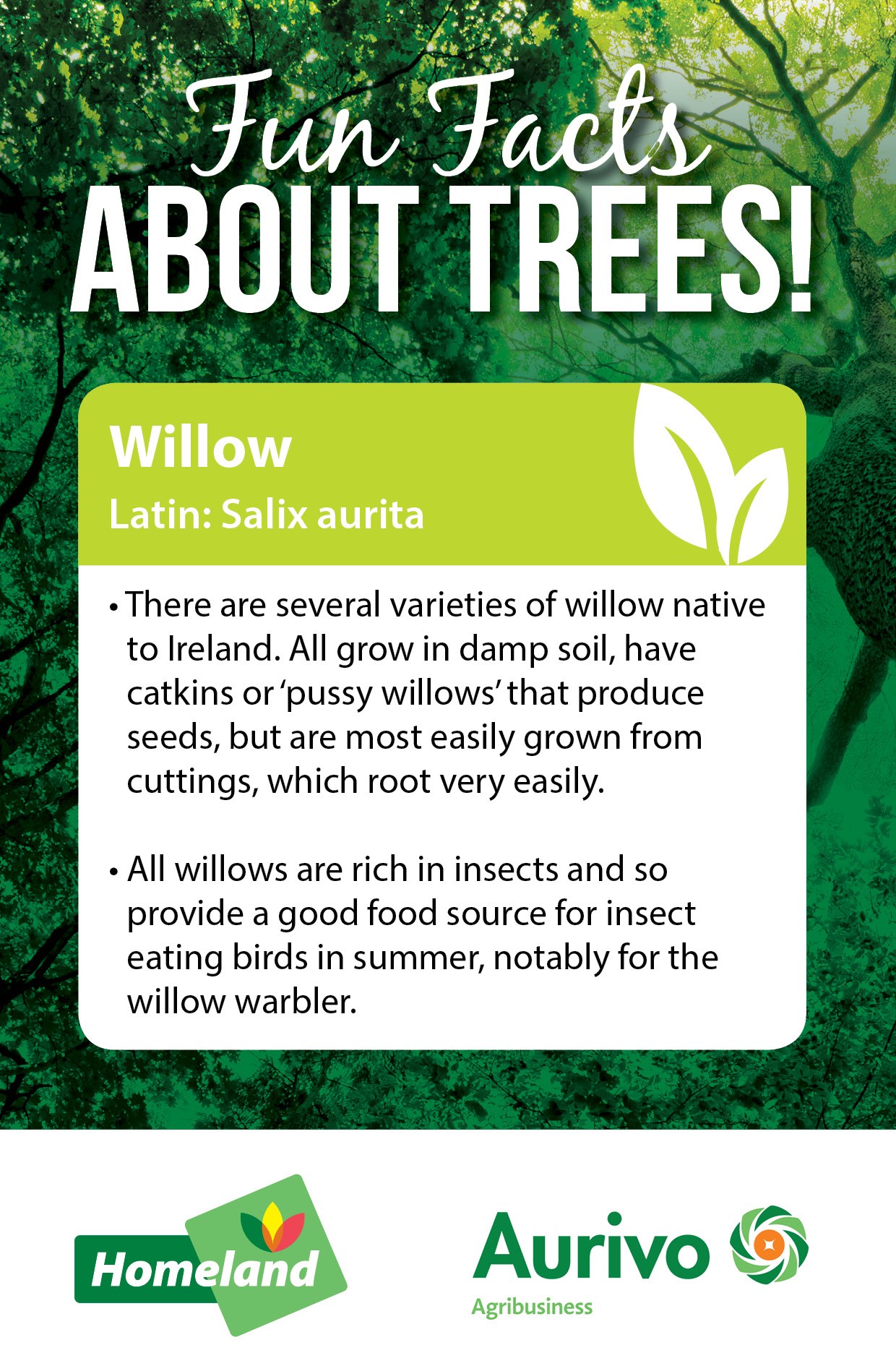 Tree-Facts_WillowbD4ORRMr2GJup