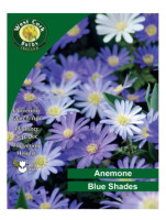 Anemone Blanda 'blue Shades' 100 Bulbs