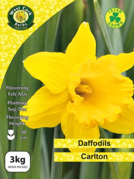Daffodils Yellow Trumpet 'Carlton' 3kg