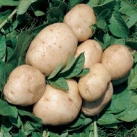 British Queen Seed Potatoes Sec Early