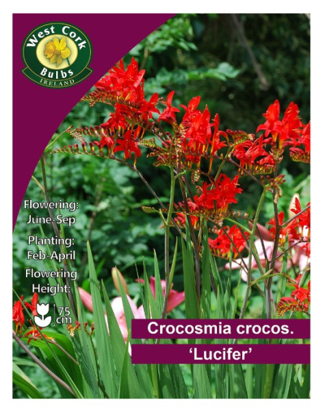 Crocosmia Croscosmiiflora 'lucifer' - 10 Bulbs