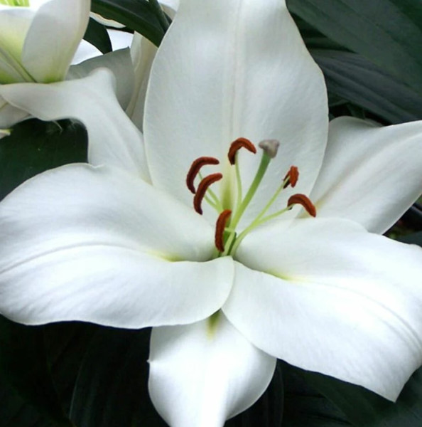 Lilium Oriental 'Zambesi' - 2 Bulbs