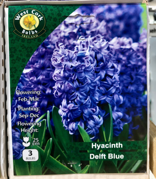Hyacinth Delft Blue 3 Bulbs