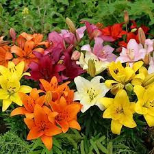 Lilies Mixed Colours Flower Bulbs