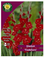 Gladioli Large Flowering Tradehorn - 10 Bulbs