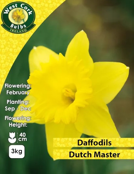 Daffodil Dutch Master 3kg